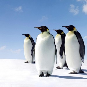 ثبت هاست و دامنه